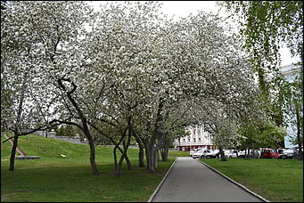28 май 2018 г., Барнаул. Причиненко Константин   Город в ожидании лета начал радовать нас цветами