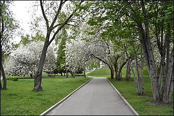 28 май 2018 г., Барнаул. Причиненко Константин   Город в ожидании лета начал радовать нас цветами