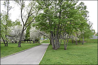 28 май 2018 г., Барнаул. Причиненко Константин   Город в ожидании лета начал радовать нас цветами