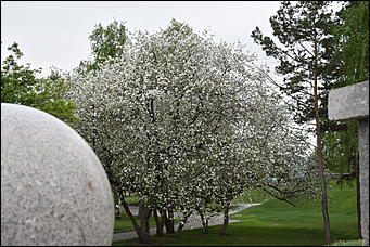 28 май 2018 г., Барнаул. Причиненко Константин   Город в ожидании лета начал радовать нас цветами