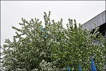 28 май 2018 г., Барнаул. Причиненко Константин   Город в ожидании лета начал радовать нас цветами