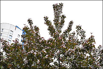 28 май 2018 г., Барнаул. Причиненко Константин   Город в ожидании лета начал радовать нас цветами