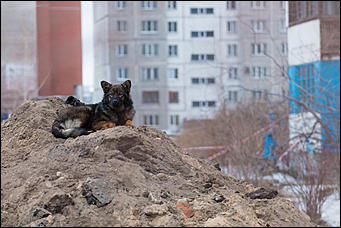 29 февраль 2016 г., Барнаул © Амител Вячеслав Мельников. Николай Бондароенко   Дождались! Первый день весны 