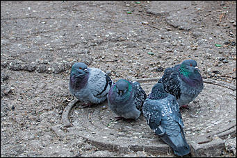 29 февраль 2016 г., Барнаул © Амител Вячеслав Мельников. Николай Бондароенко   Дождались! Первый день весны 