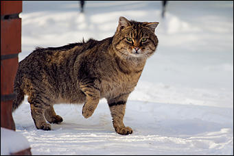 29 февраль 2016 г., Барнаул © Амител Вячеслав Мельников. Николай Бондароенко   Дождались! Первый день весны 