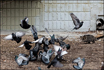 16 март 2016 г., Барнаул © Амител Вячеслав Мельников   Весна идет - весне дорогу