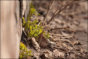 16 март 2016 г., Барнаул © Амител Вячеслав Мельников   Весна идет - весне дорогу