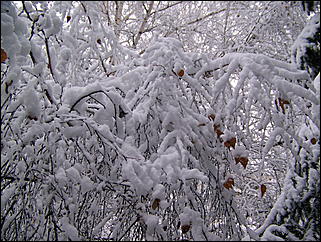 5 ноября 2009 г., Барнаул   В Барнаул пришла "зима"