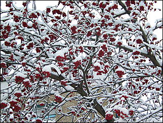 5 ноября 2009 г., Барнаул   В Барнаул пришла "зима"