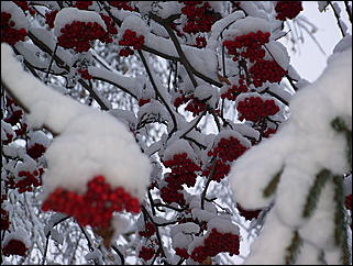 5 ноября 2009 г., Барнаул   В Барнаул пришла "зима"