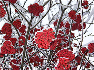 5 ноября 2009 г., Барнаул   В Барнаул пришла "зима"