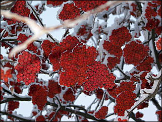 5 ноября 2009 г., Барнаул   В Барнаул пришла "зима"