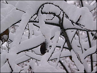 5 ноября 2009 г., Барнаул   В Барнаул пришла "зима"