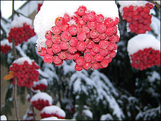 5 ноября 2009 г., Барнаул   В Барнаул пришла "зима"