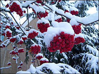 5 ноября 2009 г., Барнаул   В Барнаул пришла "зима"