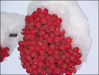 5 ноября 2009 г., Барнаул   В Барнаул пришла "зима"