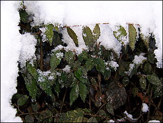 5 ноября 2009 г., Барнаул   В Барнаул пришла "зима"