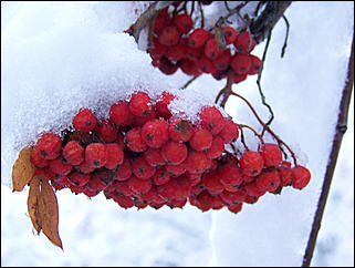 5 ноября 2009 г., Барнаул   В Барнаул пришла "зима"