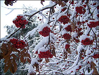 5 ноября 2009 г., Барнаул   В Барнаул пришла "зима"