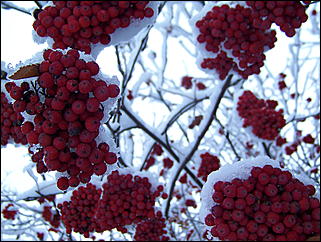 5 ноября 2009 г., Барнаул   В Барнаул пришла "зима"