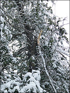 5 ноября 2009 г., Барнаул   В Барнаул пришла "зима"