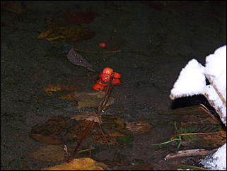 5 ноября 2009 г., Барнаул   В Барнаул пришла "зима"