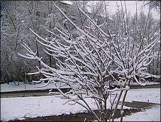 5 ноября 2009 г., Барнаул   В Барнаул пришла "зима"