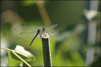 1 сентября 2007 г., Барнаул   Барнаул отпраздновал 1 сентября (фото Кристины Красниковой)