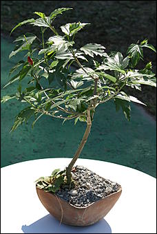 1 сентября 2007 г., Барнаул   Барнаул отпраздновал 1 сентября (фото Кристины Красниковой)