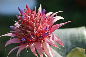 1 сентября 2007 г., Барнаул   Барнаул отпраздновал 1 сентября (фото Кристины Красниковой)