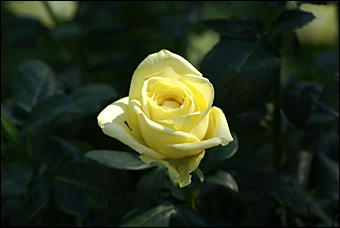 1 сентября 2007 г., Барнаул   Барнаул отпраздновал 1 сентября (фото Кристины Красниковой)