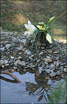 1 сентября 2007 г., Барнаул   Барнаул отпраздновал 1 сентября (фото Кристины Красниковой)