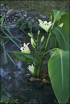 1 сентября 2007 г., Барнаул   Барнаул отпраздновал 1 сентября (фото Кристины Красниковой)