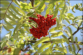 1 сентября 2007 г., Барнаул   Барнаул отпраздновал 1 сентября (фото Кристины Красниковой)