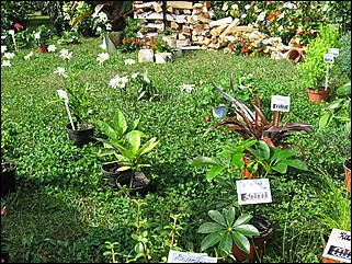 22 августа 2009 г., Барнаул   Праздник для первоклассников, выставка ретро-автомобилей и цветов в День рождения Барнаула