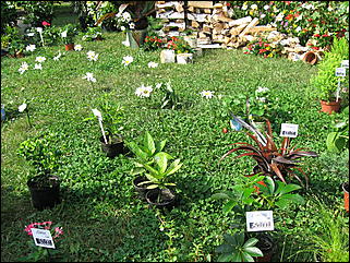 22 августа 2009 г., Барнаул   Праздник для первоклассников, выставка ретро-автомобилей и цветов в День рождения Барнаула