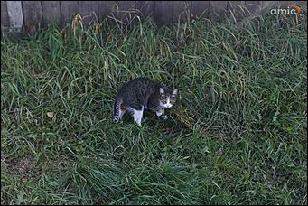 19 октября 2017 г., Барнаул. Екатерина Смолихина   Живые и мертвые: будни барнаульцев, чьи дома стоят у Власихинского кладбища