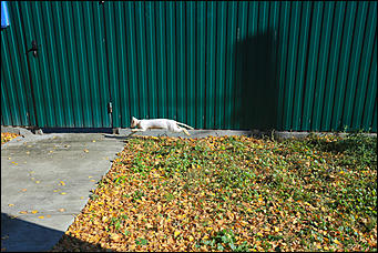 9 октября 2018 г., Барнаул. Екатерина Смолихина   Окраина с осенним шармом: фотопрогулка по барнаульскому району ВРЗ