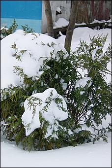 17 апреля 2008 г., Барнаул   "А снег идет..."