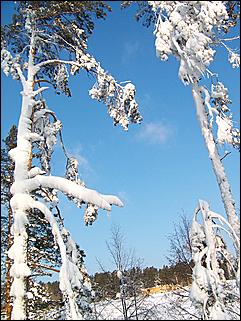 18 января 2009 г., Барнаул   Барнаул завалило снегом