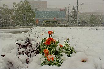 11 май 2013 г., Барнаул   Барнаул накрыл майский снег
