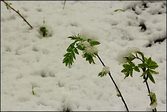11 май 2013 г., Барнаул   Барнаул накрыл майский снег
