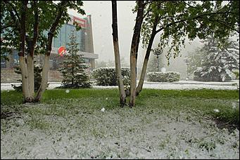 11 май 2013 г., Барнаул   Барнаул накрыл майский снег