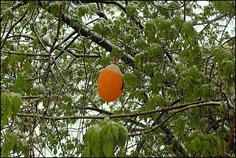 11 май 2013 г., Барнаул   Барнаул накрыл майский снег