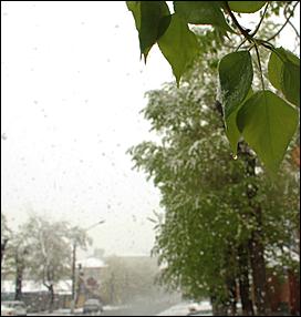 11 май 2013 г., Барнаул   Барнаул накрыл майский снег