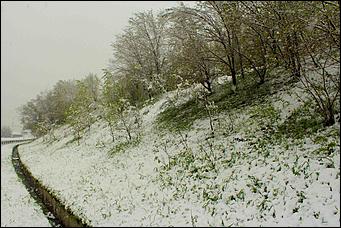 11 май 2013 г., Барнаул   Барнаул накрыл майский снег