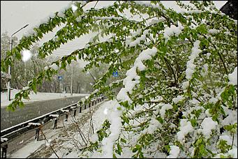 11 май 2013 г., Барнаул   Барнаул накрыл майский снег