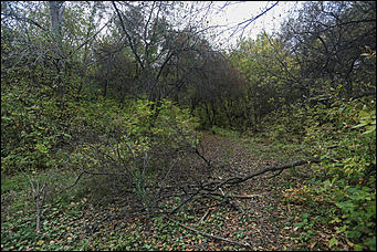 1 октября 2017 г., Барнаул. Екатерина Смолихина   Жуткое место: как выглядит самый заброшенный парк Барнаула