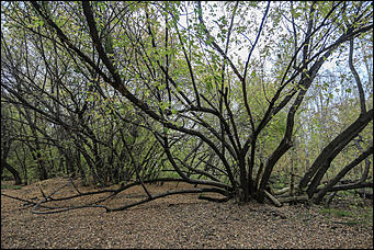 1 октября 2017 г., Барнаул. Екатерина Смолихина   Жуткое место: как выглядит самый заброшенный парк Барнаула