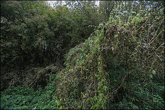 1 октября 2017 г., Барнаул. Екатерина Смолихина   Жуткое место: как выглядит самый заброшенный парк Барнаула